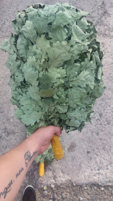 Продам дубовые веники