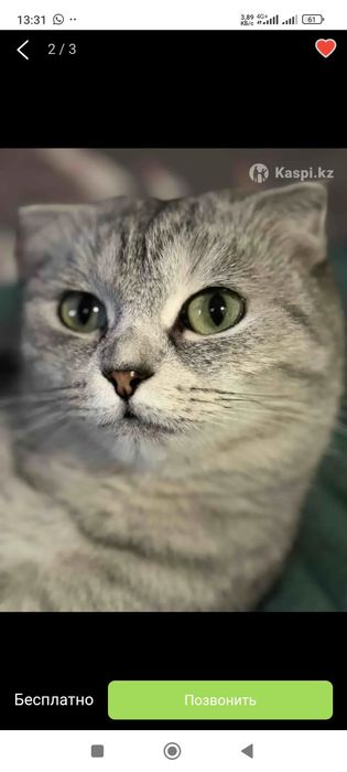 Котята шотландские ,бронь.