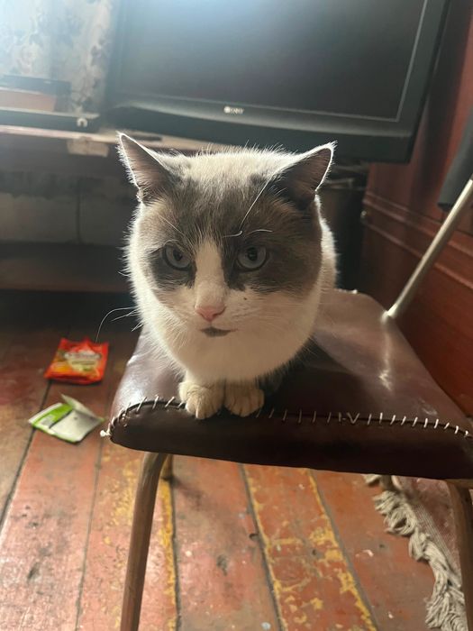 Отдам котика в добрые руки