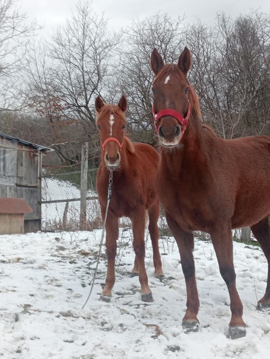 Iapă și mînza .9900 ron