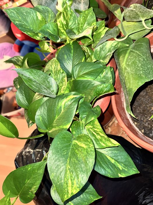 Домашние комнатные цветы