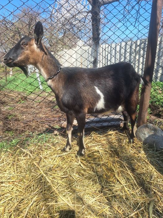 Продам коз  с Кендала