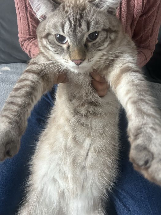 Отдам кота в добрые руки