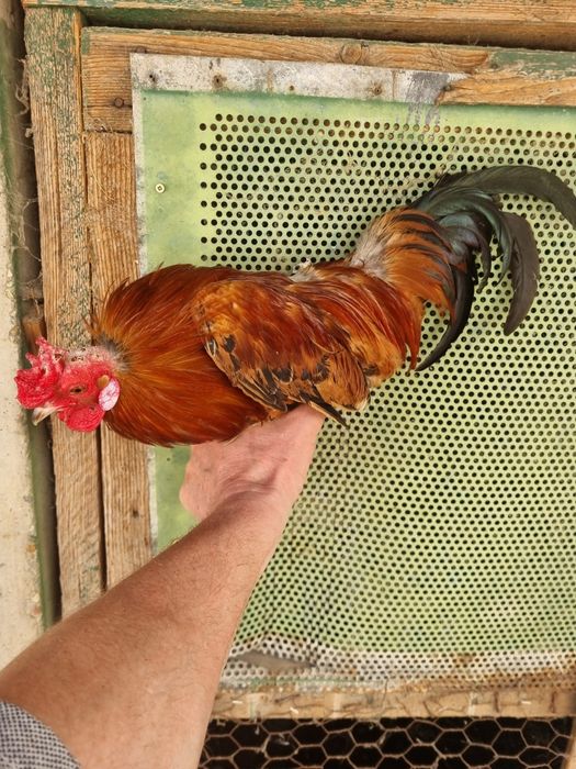 Vand cocos  credli pitic (americane).