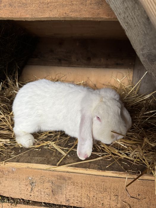 Doi masculi de vanzare 150 bucata  negociabil