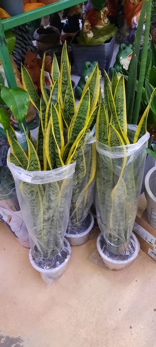 Комнатные растения