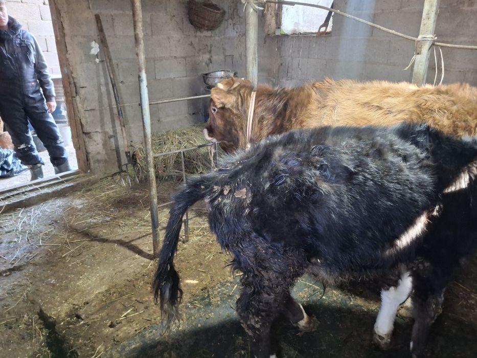 Домашние бычки хорошие