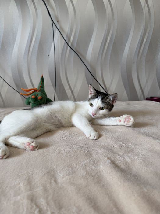 Котенок  ЛАЙМА ищет семью. 8 месяцев.