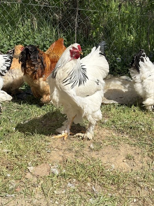 Cocoș Brahma de vanzare