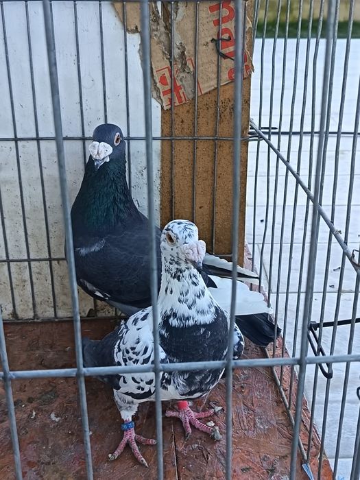 porumbei voiajori italieni