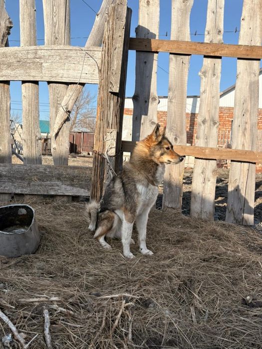 Лайка ЗСЛ 1.5 года девочка