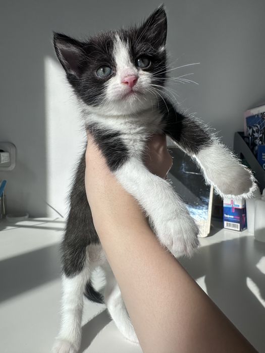 Отдам котят в добрые руки