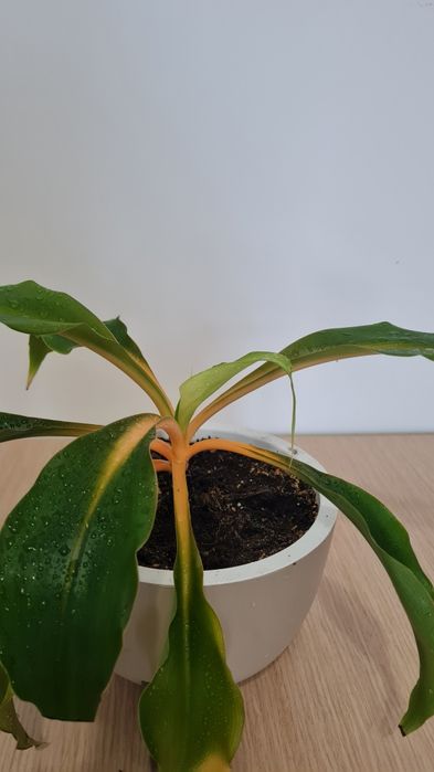 Хлорофитум разные сорта