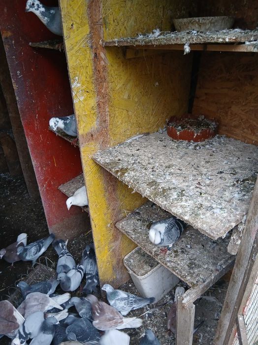 Vand porumbei voiajori