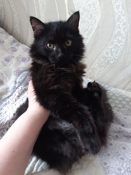 Котята  в добрые руки!