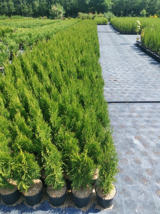 Туя смарагд 60 см цена 7лева