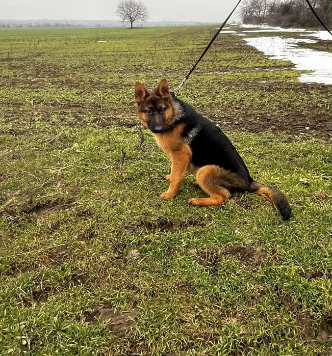 Немски овчарки.