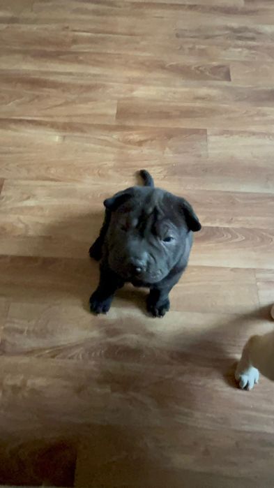 Продажа шарпей Чистокровные