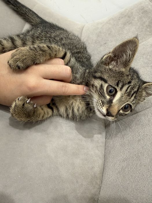 Котенок в добрые руки