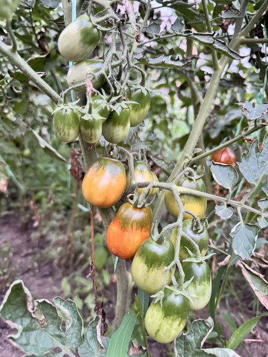 Продам семена томатов и острого перца