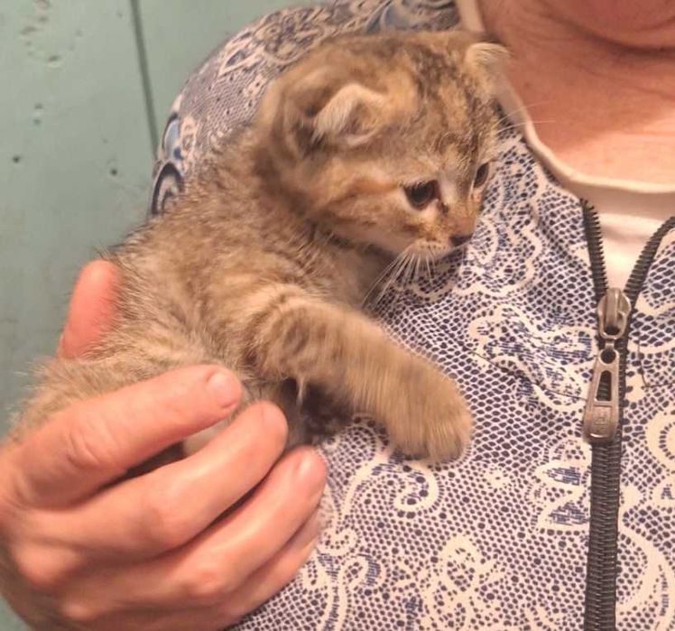 Котята мальчик и девочка