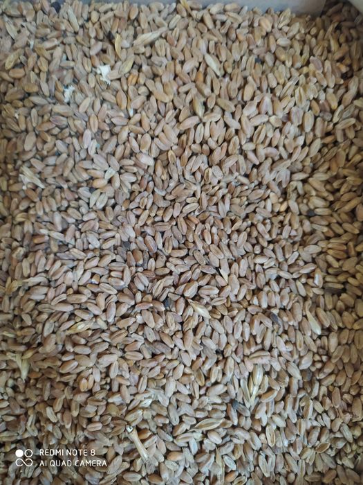 Продам кукуруза 180тг/кг