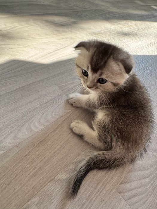 котята британские шиншиллы