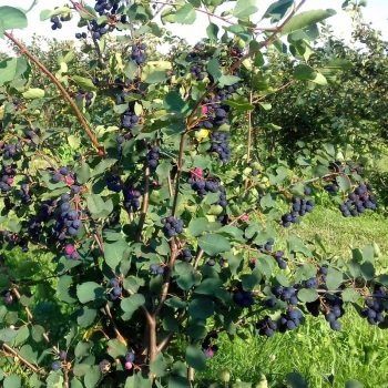 Ирга Канадская завезенная 20 лет назад