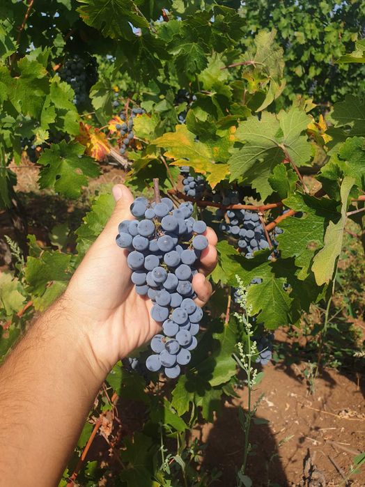 Продава се Земеделски имот в Пловдив, Център -  кв.м за 2 €/дка - Снимка #3