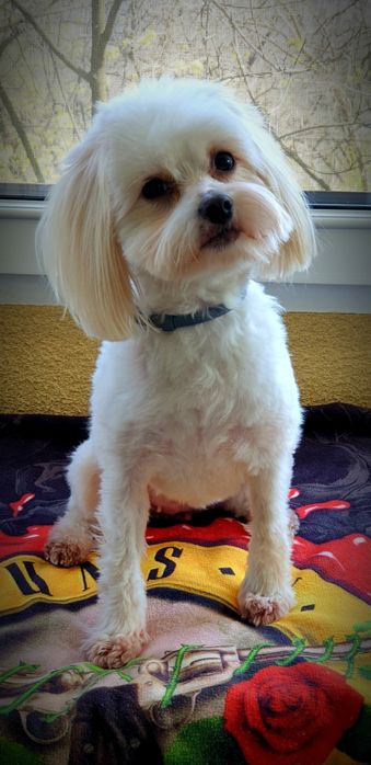 Super OFERTA Cosmetica Canina la domiciliu-frizer canin-tund caini