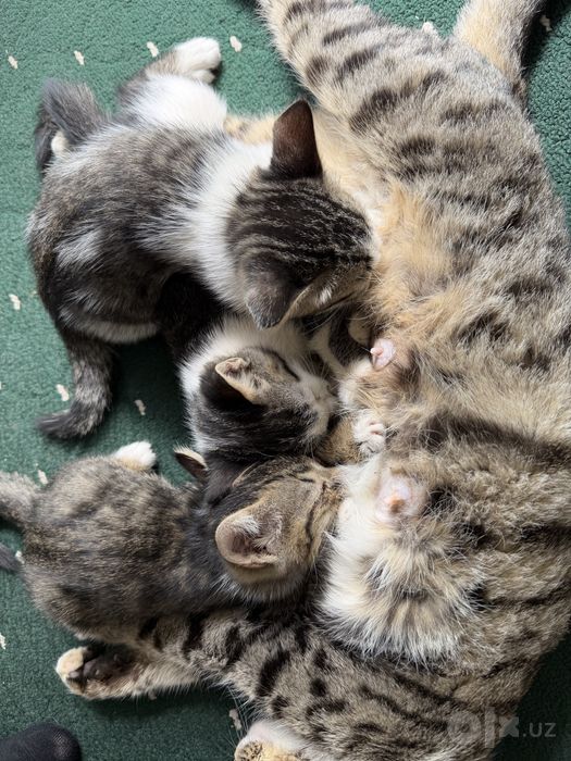 Отдам даром котят