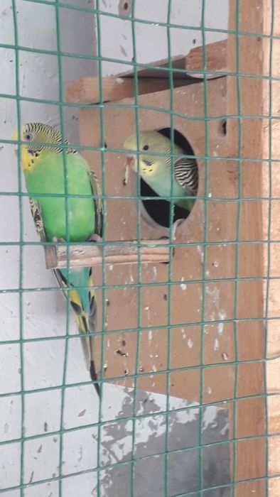 To'tiqush (turli ranglarda)