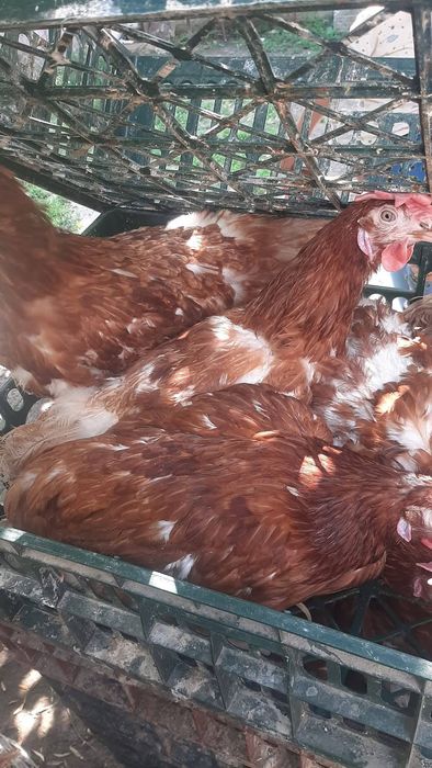 Găini outoare 12 luni