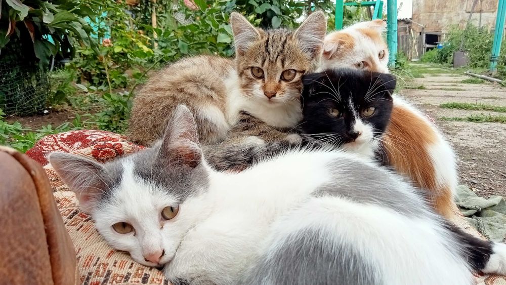 Отдадим котят в хорошие руки
