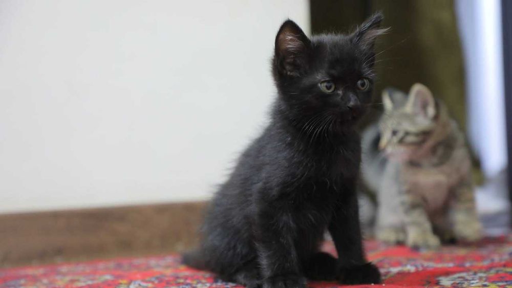 Кот, 2 месяца. Вши отсутствуют, чистый.