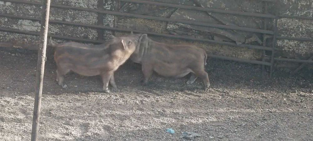 виетнамски прасета