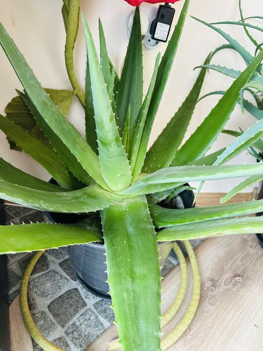 Алое Вера-Барбаденсис Милър и АРБОРЕСЦЕНС