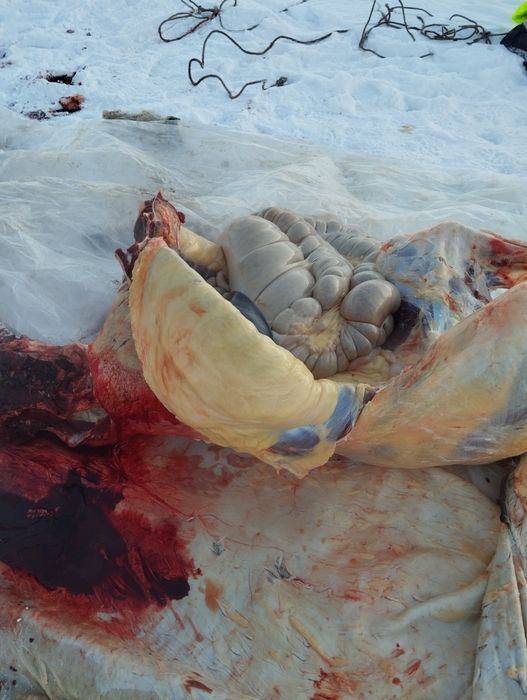 Мясо с Торғай:  Конина, Говядина.