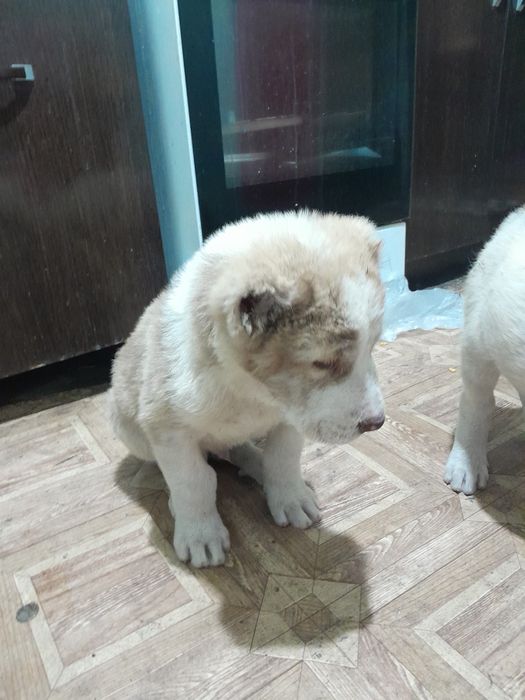 Щенки Алабай Породистые