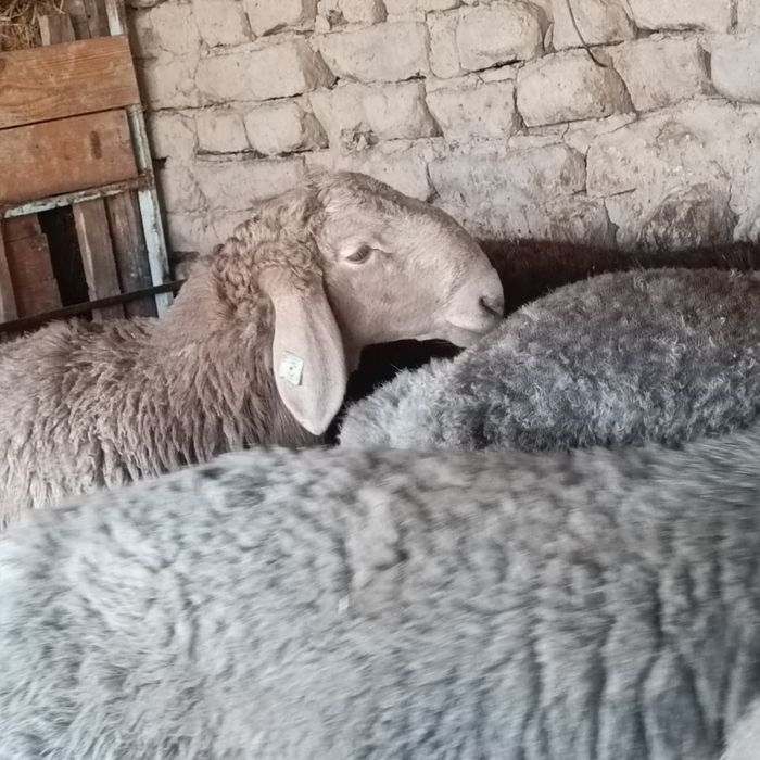 Урыктыкка токты-кошкарлар 5 бас