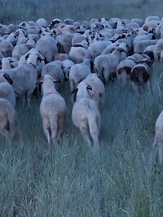 Oi, miei si capre de vanzare