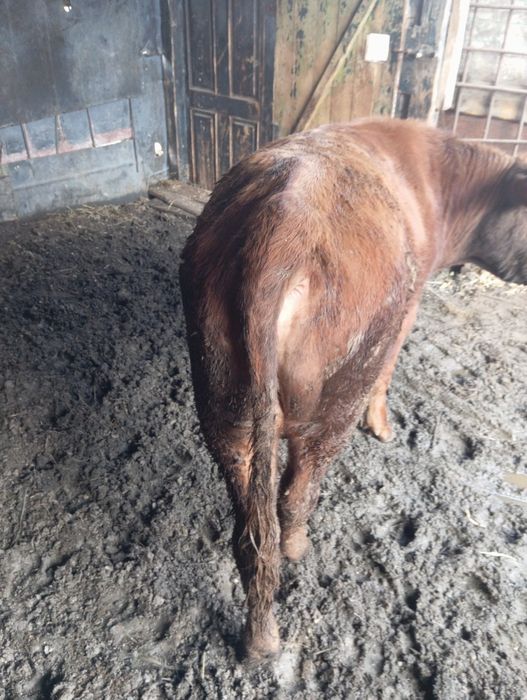 Продам бычка возраст 1,1 год