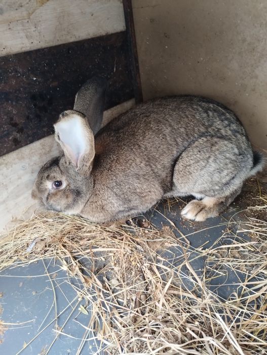 Iepuri uriaș german