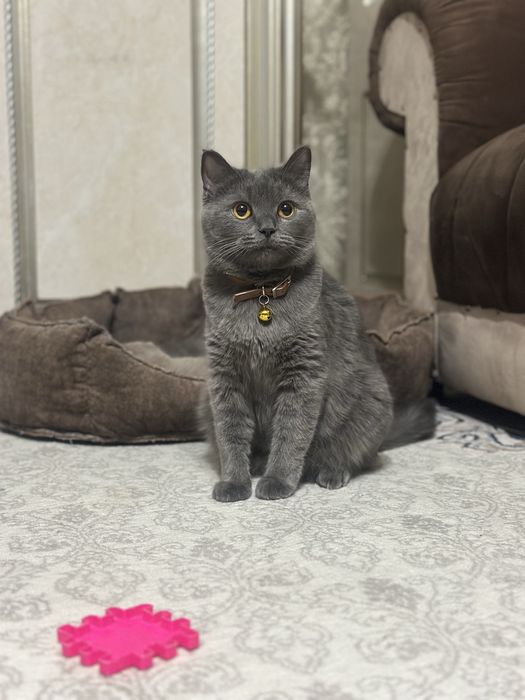 Продам срочно котят чистокровных порода британский скотч фолт