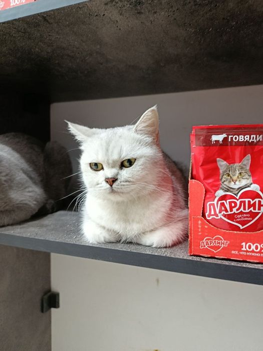 Британский кот. Мальчик