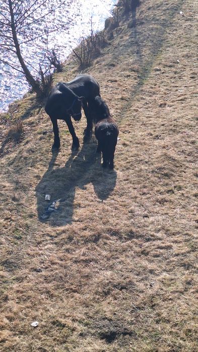 Vând un cal frizian și un ponei cu detalii 0732 907 86