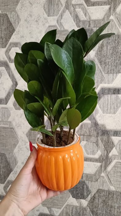 Продам долларовое дерево