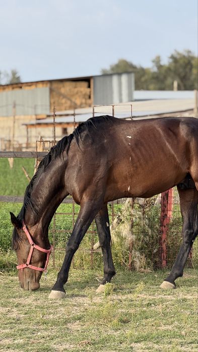 Дөнен 3,5жасар аяқ қолы сау !!!