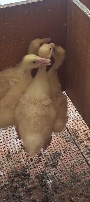 Гусята   продам срочно