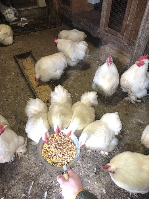 Cochinchina pitic alb Cocoși